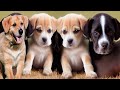 انواع سلالات الكلاب واسمائها فى العالم    dog breeds