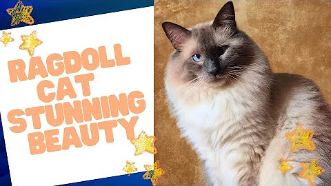 Video 10812541: cats catlover cute, cute cats living, beautiful cat