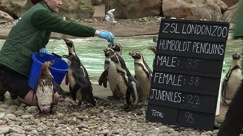 Animal count takes place at London Zoo