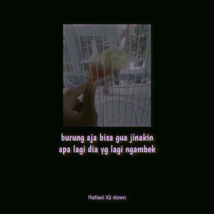 story'wa keren burung aja bisa jinak apa lagi km
