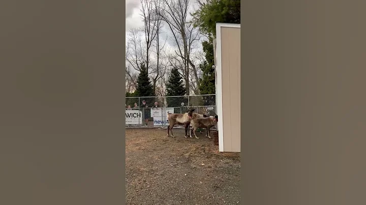 Reindeer arrived at Sam Bridge Nursery & Greenhous...