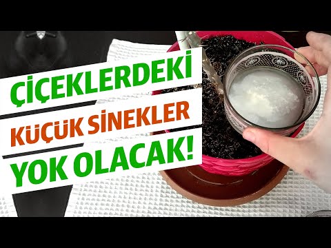 Video: Halk ilaçları ile saksıdaki çiçeklerden tatarcık nasıl çıkarılır?