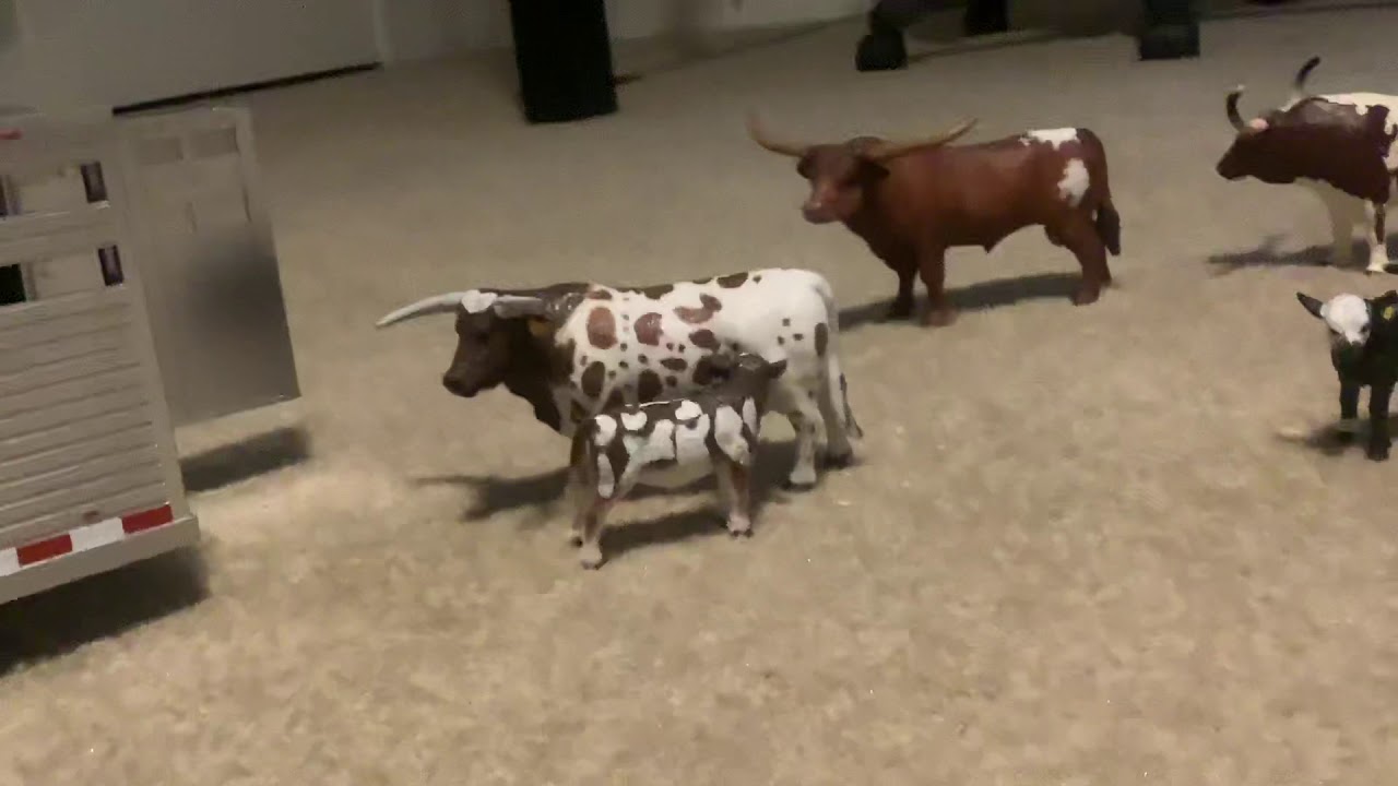 Cows Go Bye Bye She’s Goes To Ellison Farm RD Braselton GA YouTube