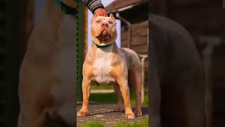 pitbull dog swag 😈 Resimi