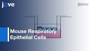 Exposure To Experimental Cigarette Smoke: Air Liquid Interface l Protocol Preview