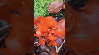 pézize orangée (Aleuria aurantia) le 27/10/2025 #mushroom #nature #champignons #fungi #pilze