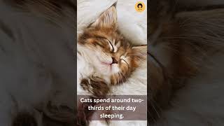 How much of their day do cats spend sleeping? | Cute cats | Pets  #cat  #catvideos