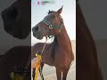 خيل الجزيري الاصيل نسل عبيه خيل ابوفيصل ماشاء الله