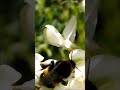Bumblebee on acacia / Шмель на акации #shorts