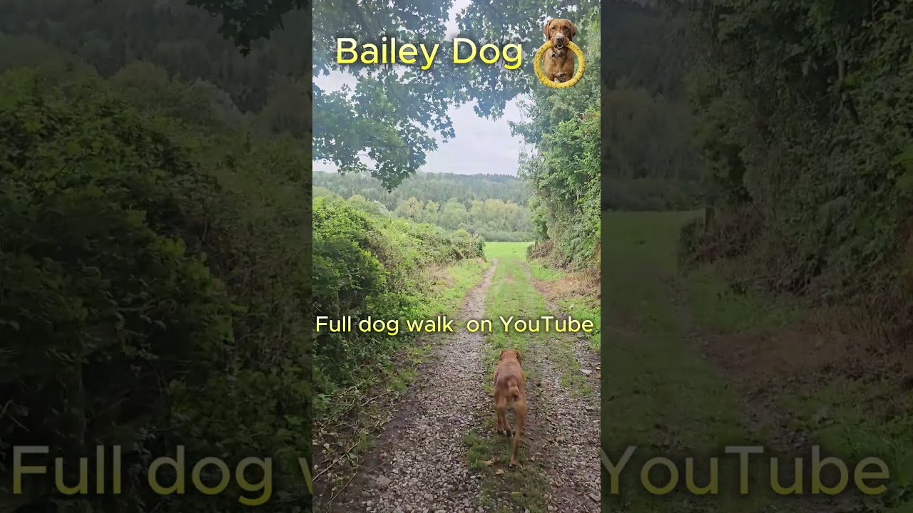 Bailey Dog Walk. Spye Park Wiltshire. The heart of Wiltshire  