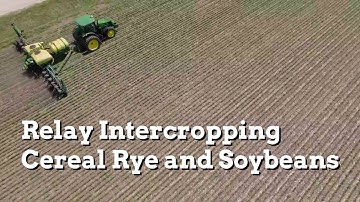 In Field View: Relay Intercropping Cereal Rye and Soybeans - Practical Cover Croppers