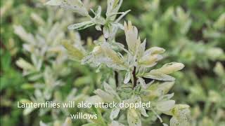 How Are You Killing Lanternflies