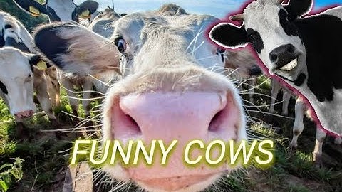 FUNNY COW VIDEO! 🐮🐄 COWS MOOING AND GRAZING IN A GREEN FIELD 🐄🐮