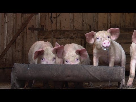 В Нурлатском районе обнаружено завезенное сало с вирусом африканской чумы свиней
