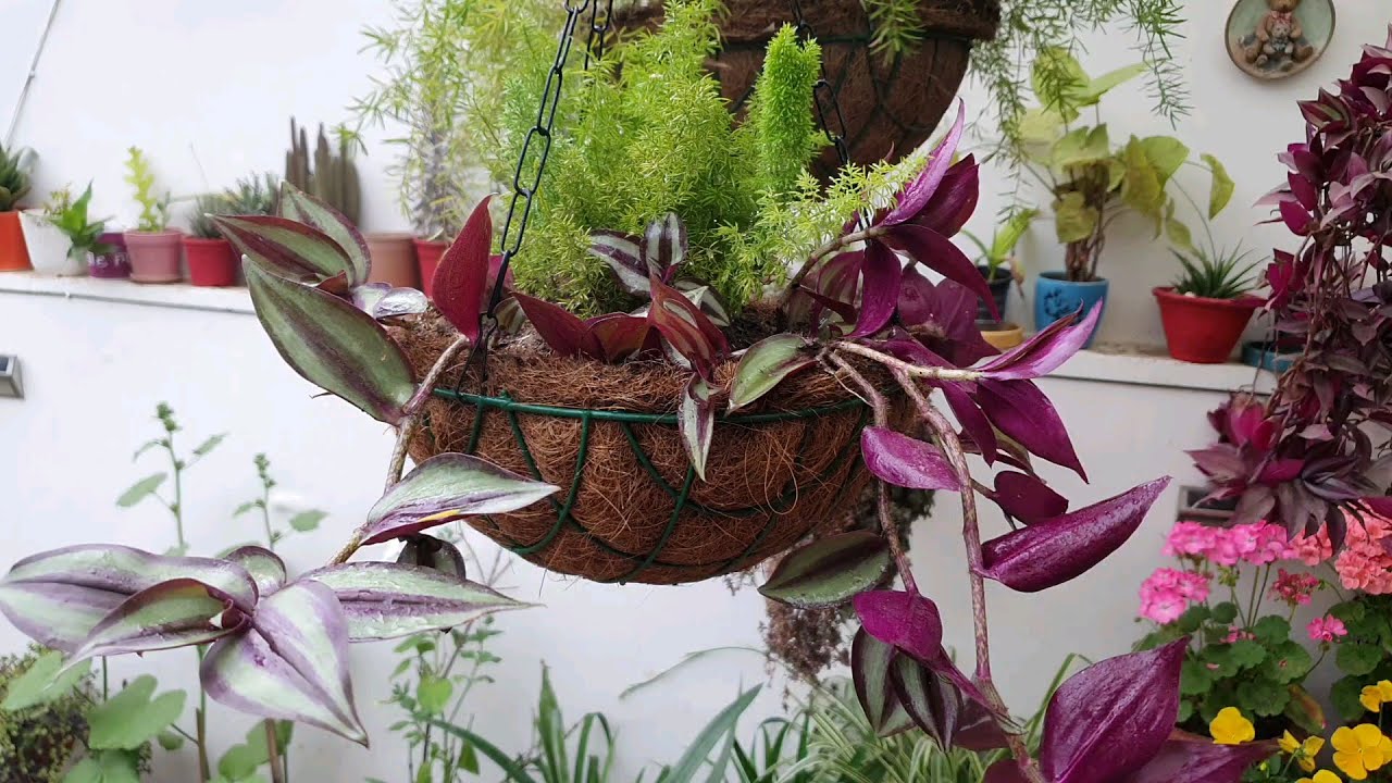 Making of hanging basket for summers using Wandering Jew and Fox tail