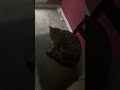 100 sub special! #100subscribers #cat #thanks