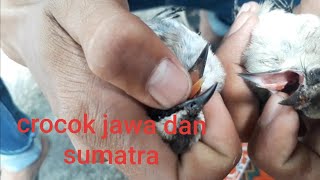 Cara membedakan crocok jawa dan sumatra