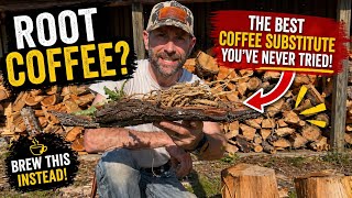 How to make this Root coffee (substitute) from the wild or your yard!