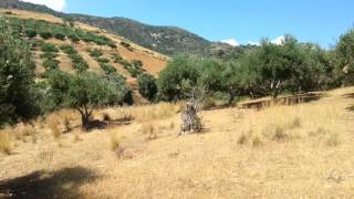 Olive's gardens in a mountains.