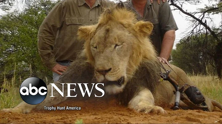 Cecil the Lion: What Happened When Beloved Lion Wa...