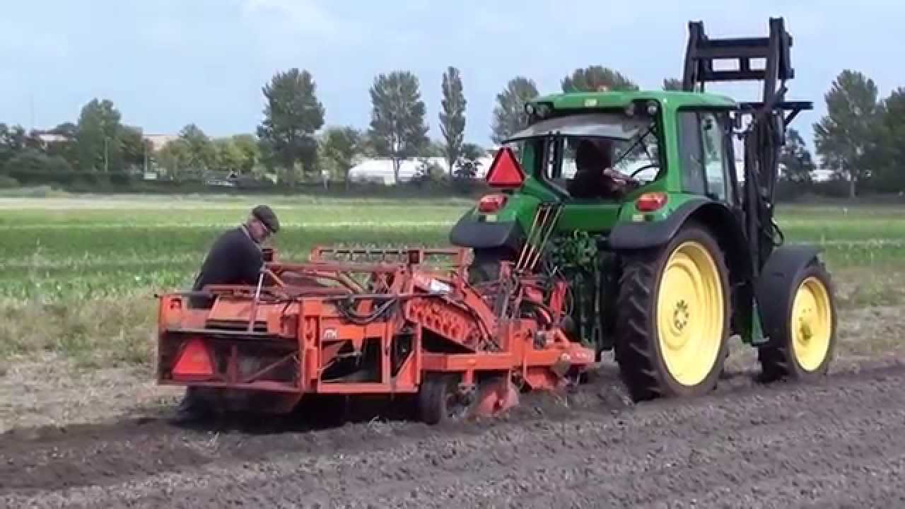 Daffodil bulb harvest YouTube