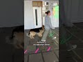 Fear Aggressive German Shepherd!