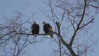 The Bald Eagles of Centerport back at their old viewing branch