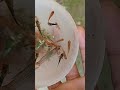 guppy and molly fish. date 🙁🙁🙁💔💔💔