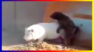 Funny Dog And Pig Mating Together by Lisa Hudberman 158,089 views 7 years ago 5 seconds
