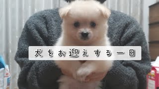 わんちゃんをお迎えする一日に密着してみた【犬】【密着】【お迎え】