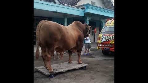 #Shorts | SAPI TERBESAR DAN TERBERAT 2021  1.496 Kg BIMA SAKTI DI INDONESIA