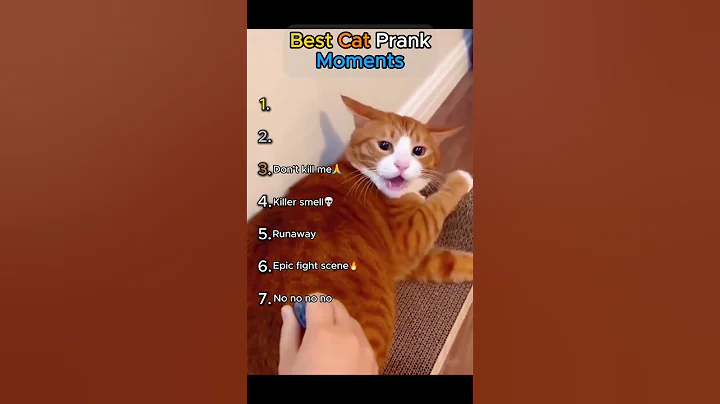 Best Cat Prank Moments!