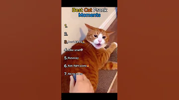 Best Cat Prank Moments 