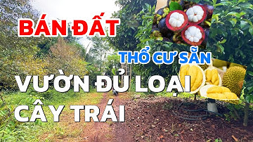 Cô Hoà cần tiền cho con ăn học bán gấp đất vườn đủ loại cây trái, thổ cư sẵn ở BRVT