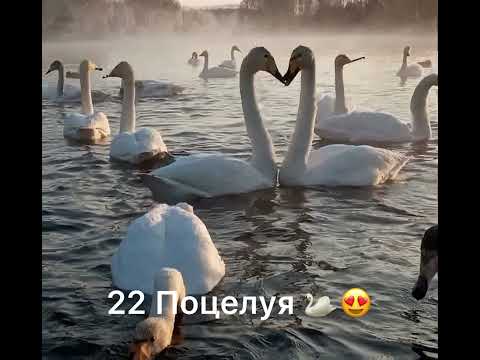 Аркадий Думикян - 22 Поцелуя 2022