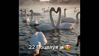 Аркадий Думикян - 22 Поцелуя 🦢❤️🔥 2022 😻