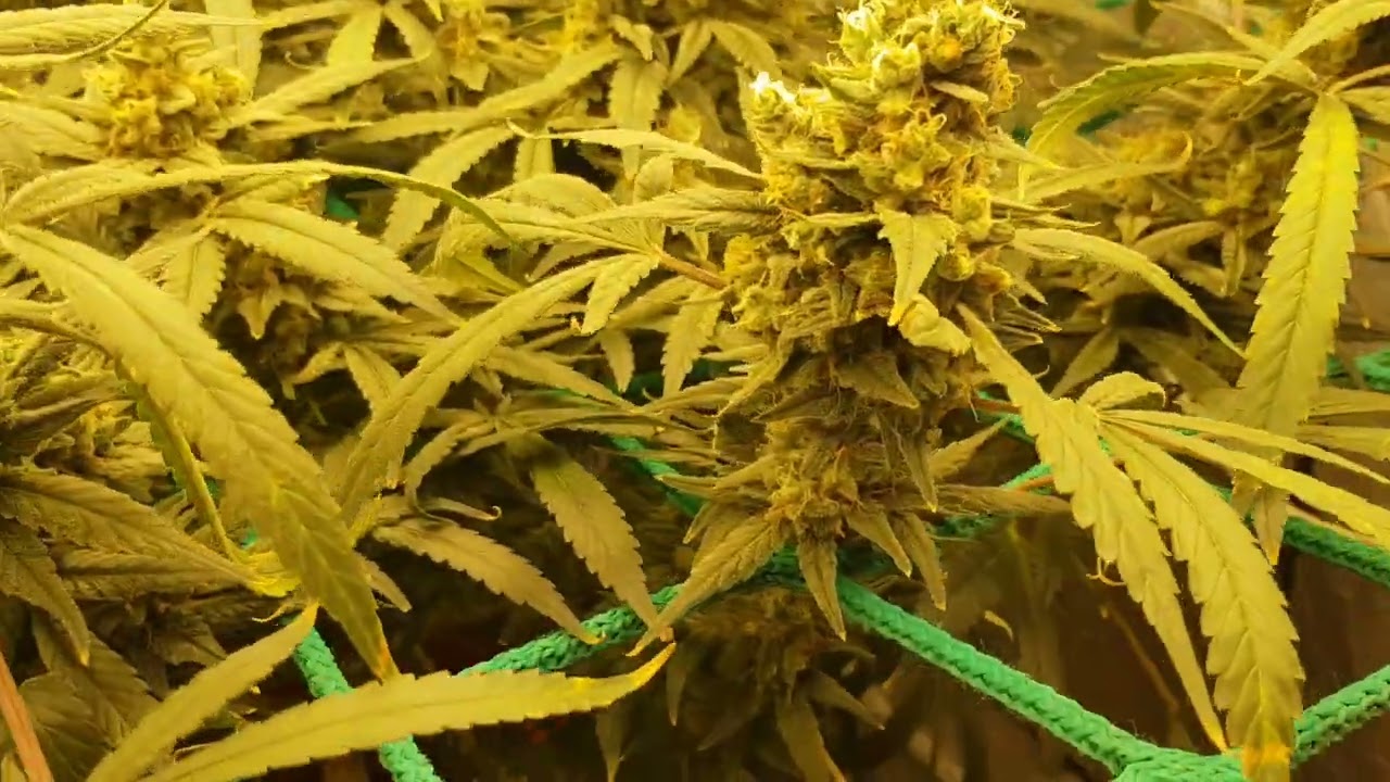 Jack Herer, Week 9, Harvest Day