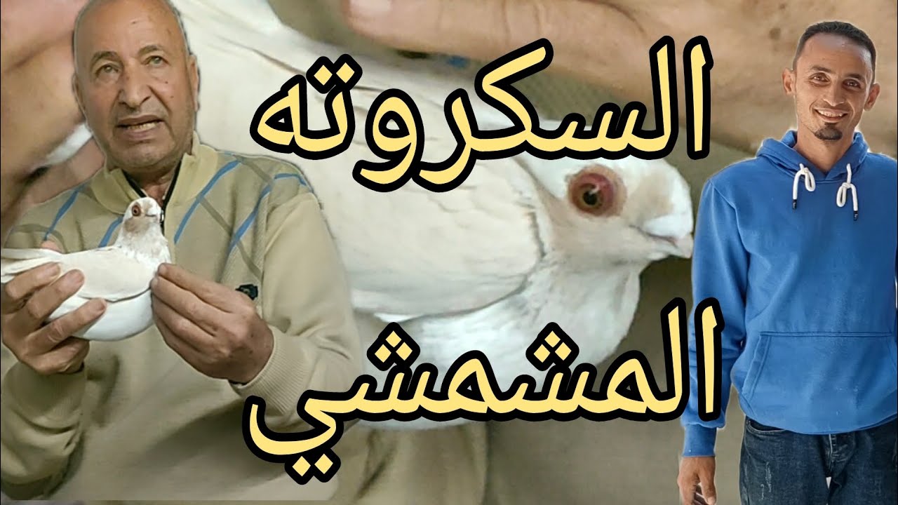 🔴 الابلق السكروته #الحمام_الغزار  الحاج فرحات الجيزة