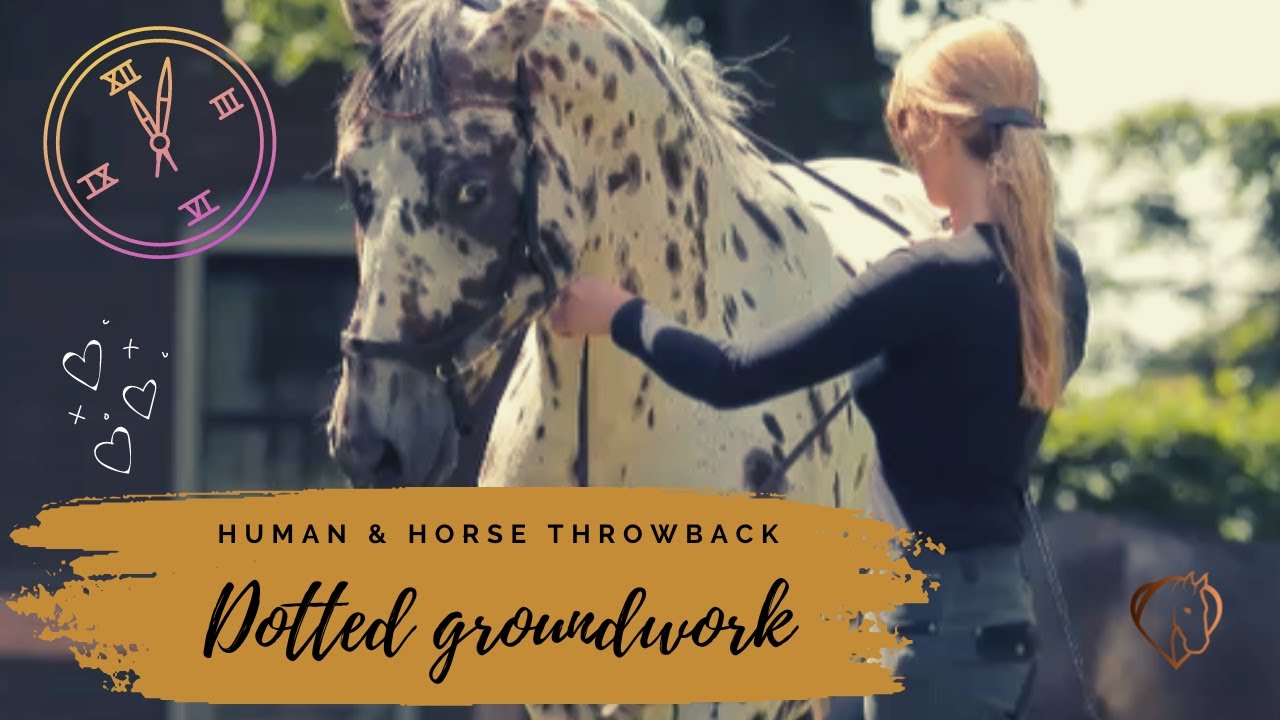 GROUNDWORK WITH APPALOOSA STALLION NEVADA 🤍🌟🖤