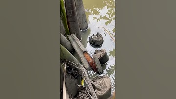 Câu Cá Rô Đồng, góc dừa nước êm tay #shorts