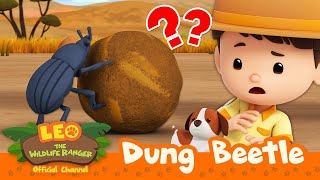 Rolling a Ball of POOP ?? | Dung Beetle | Leo the Wildlife Ranger | compilation