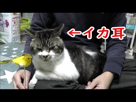 小鳥がウザくてイカ耳不機嫌顔になっちゃう猫☆リキちゃんファミリー総選挙結果発表&2018年総集編【激おこゴジラ猫・ケリケリ・・など】今年一年ありがとう動画【リキちゃんねる　猫動画】キジトラ猫との暮らし