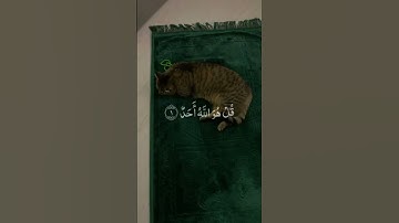 سورة الإخلاص بصوت القارئ الشيخ أحمد العجمي🤍