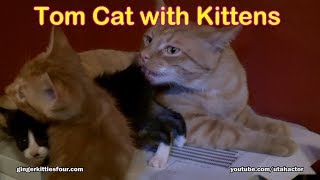 Cute Kittens with Tomcat