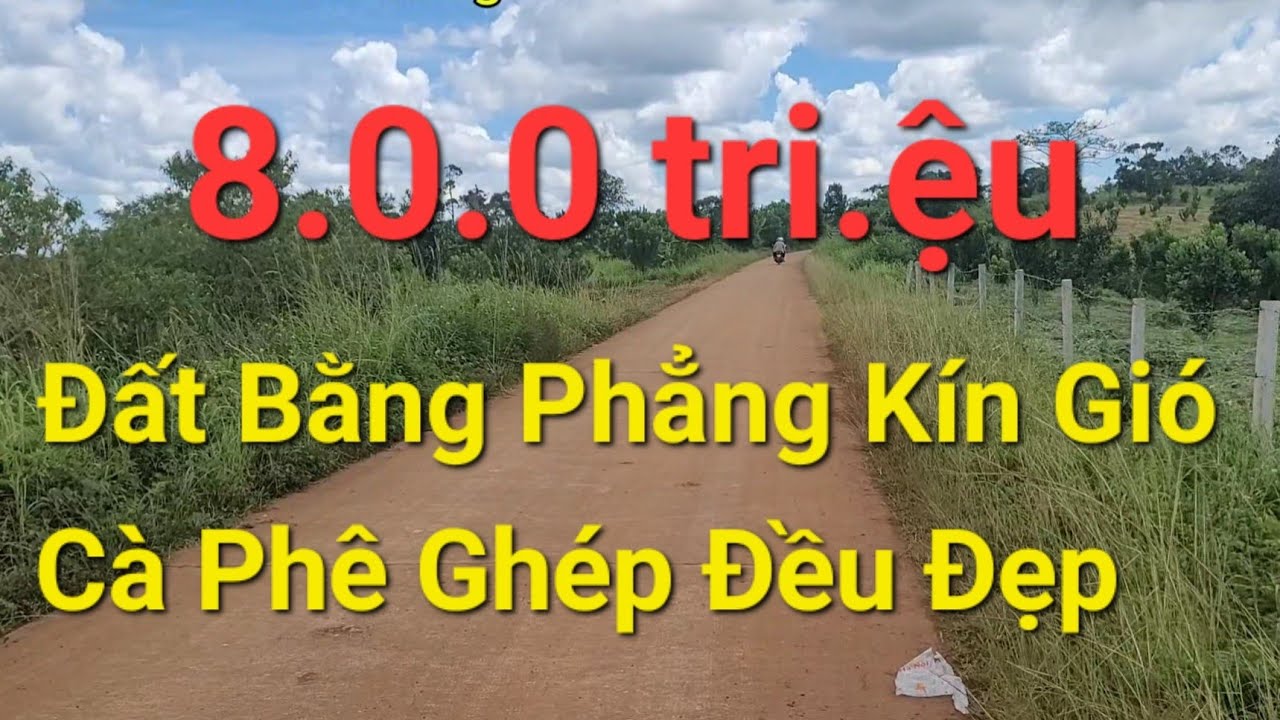 (Số 32)Với 8.0.0 tr Sở Hữu Vườn Cà Phê Ghép Đều Tăm Tắp Đường Điện Thuận Tiện 