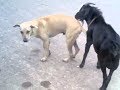 Street Dog Pissed on Man kutte ne bhi nhi choda
