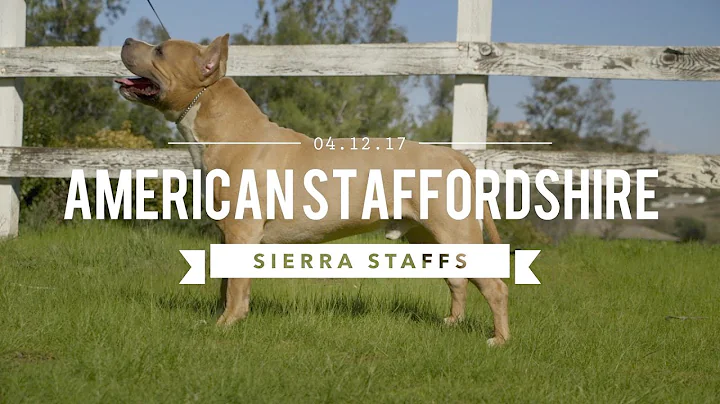 AMERICAN STAFFORDSHIRE TERRIER LEGENDARY SIERRA ST...