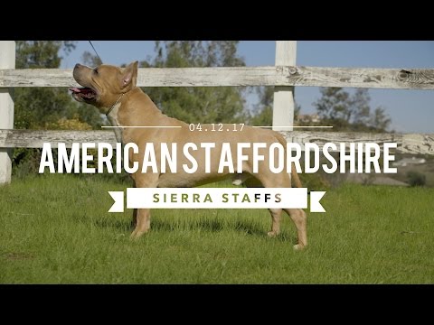 Video: Amerikansk Staffordshire Terrier Hundeavl Allergivenlig, Sundhed Og Levetid