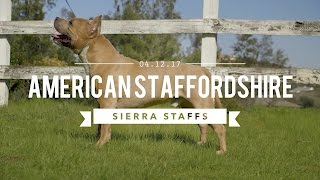 AMERICAN STAFFORDSHIRE TERRIER LEGENDARY SIERRA STAFFS