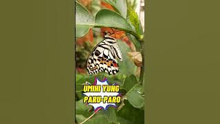 UMIHI YUNG PARU-PARO | THE BUTTERFLY PEED | do butterflies pee? | random video